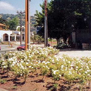 Plants: image 1 0f 4 thumb