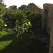 Plants: image 1 0f 4 thumb